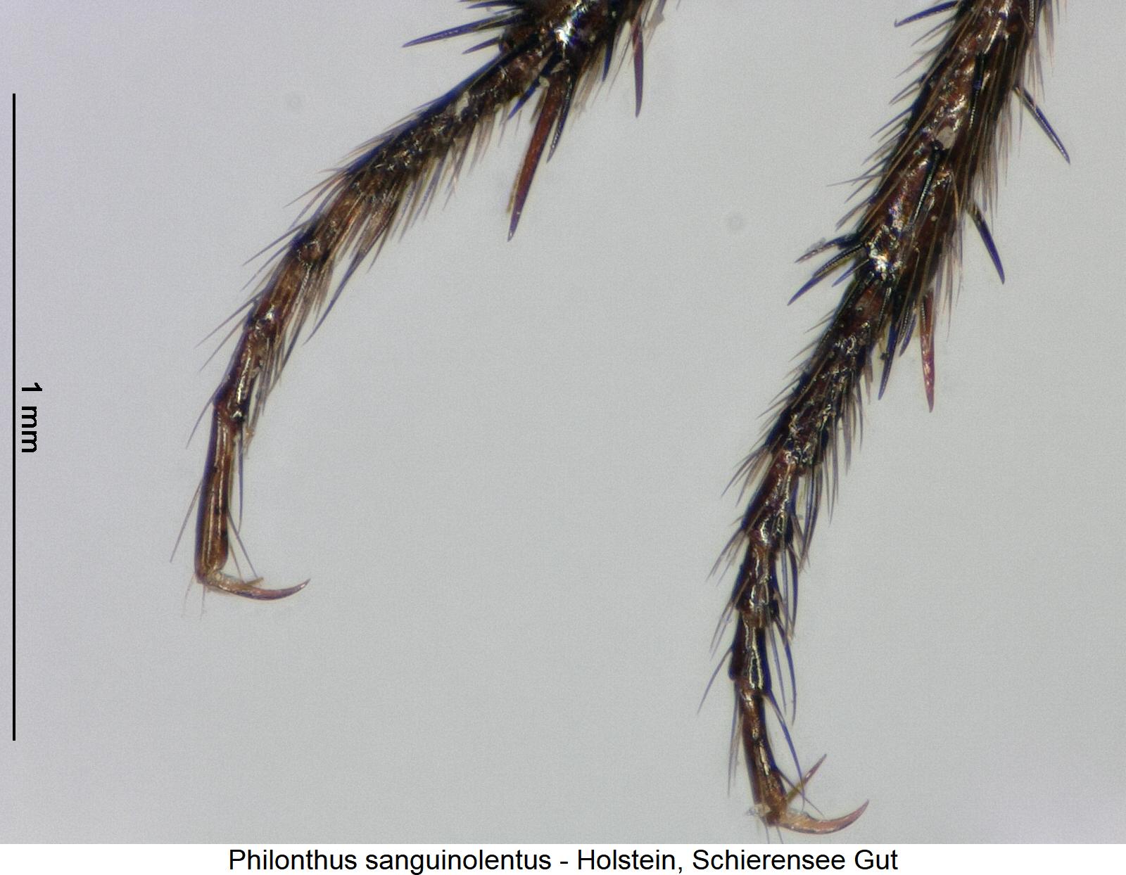 philonthus_sanguinolentus_htr.jpg