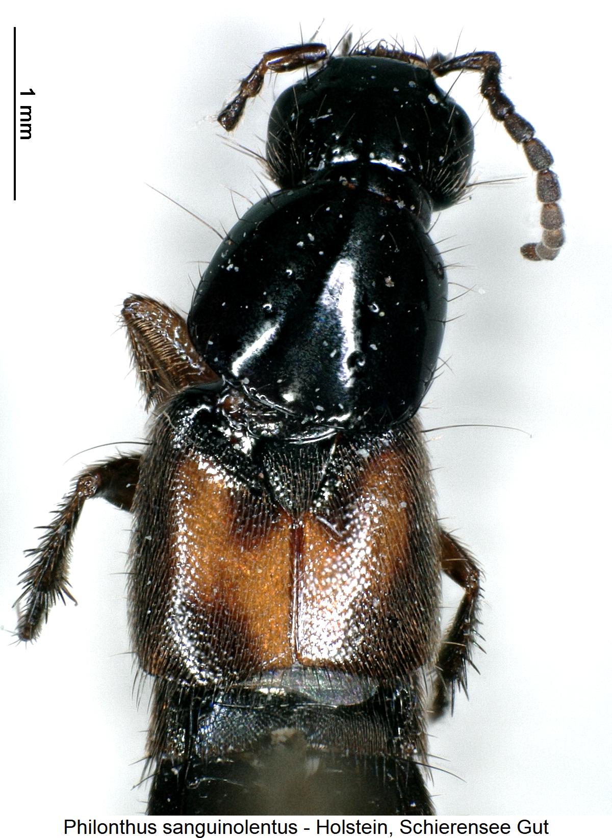 philonthus_sanguinolentus_vk.jpg