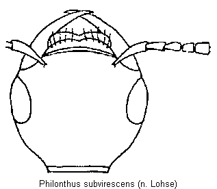 philonthus_subvirescens_k.gif