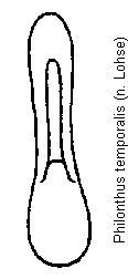 philonthus_temporalis.gif
