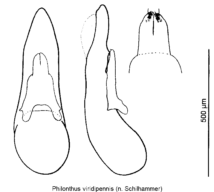philonthus_viridipennis.gif