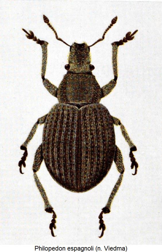 philopedon_espagnoli_hab.jpg