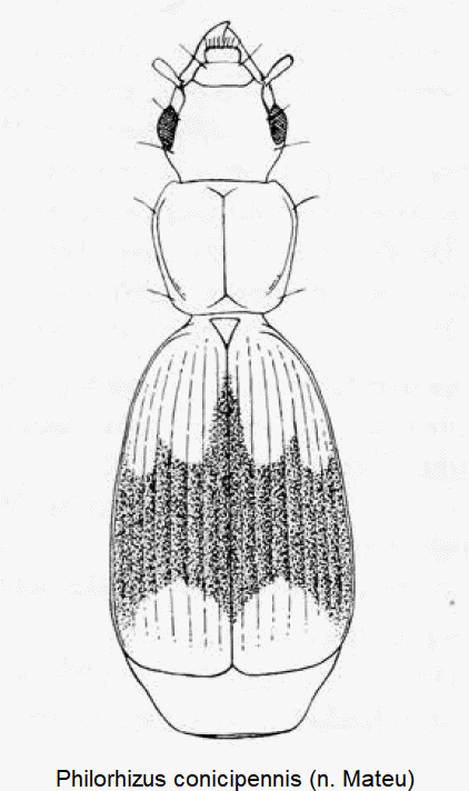 philorhizus_conicipennis_hab.gif