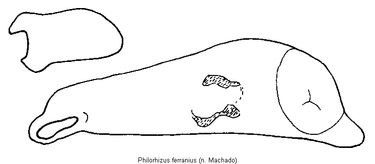 philorhizus_ferranius.gif