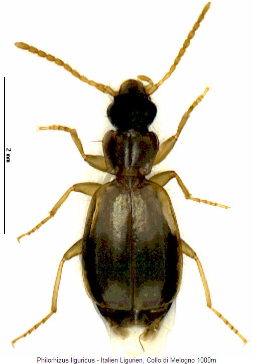 philorhizus_liguricus_hab.jpg