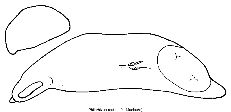 philorhizus_mateui.gif
