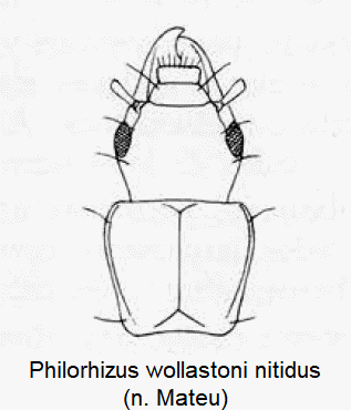 philorhizus_nitidus_k.gif