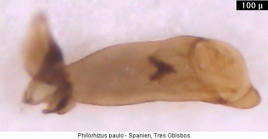 philorhizus_paulo2.jpg
