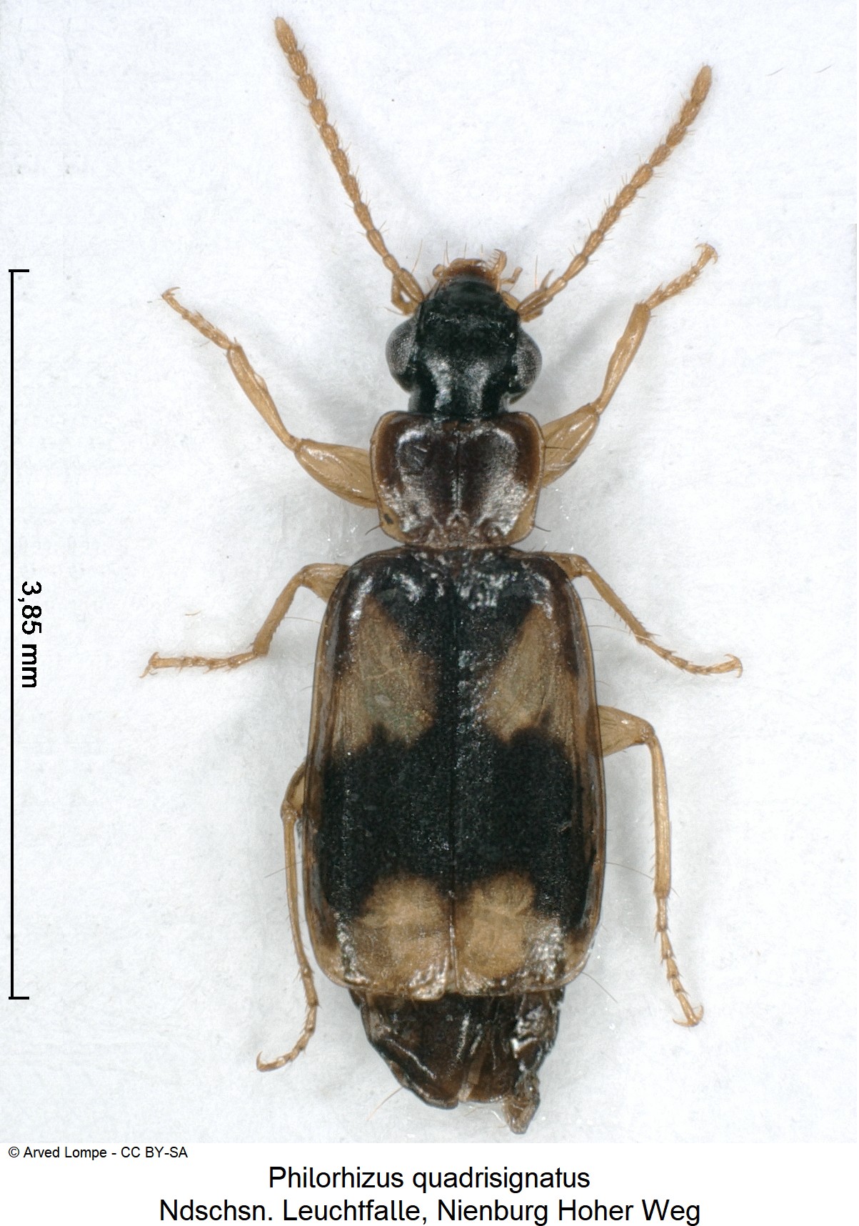 philorhizus_quadrisignatus_ck38277464_hab.jpg
