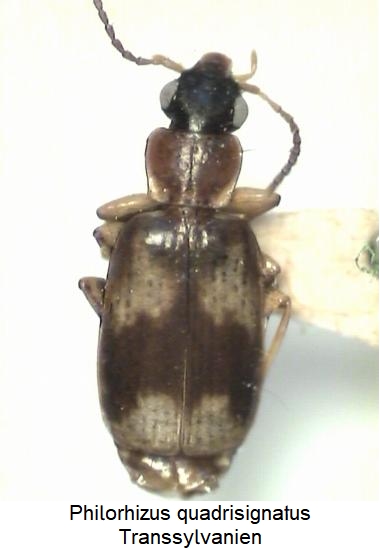 philorhizus_quadrisignatus_hab.jpg
