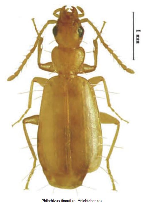 philorhizus_tinauti_hab.jpg