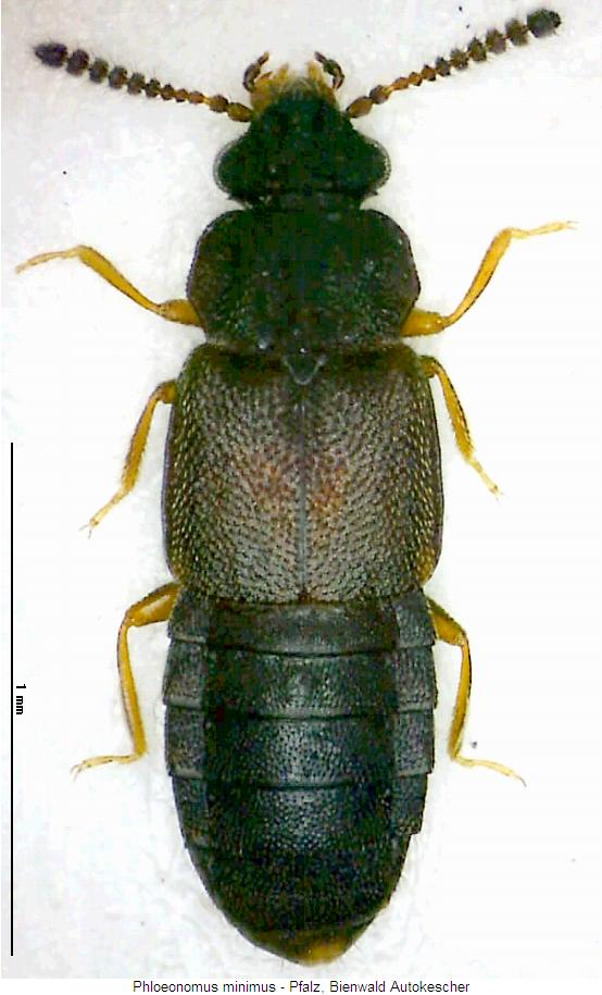 phloeonomus_minimus_hab.jpg