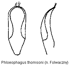 phloeophagus_thomsoni.gif
