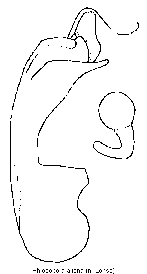 phloeopora_aliena.gif