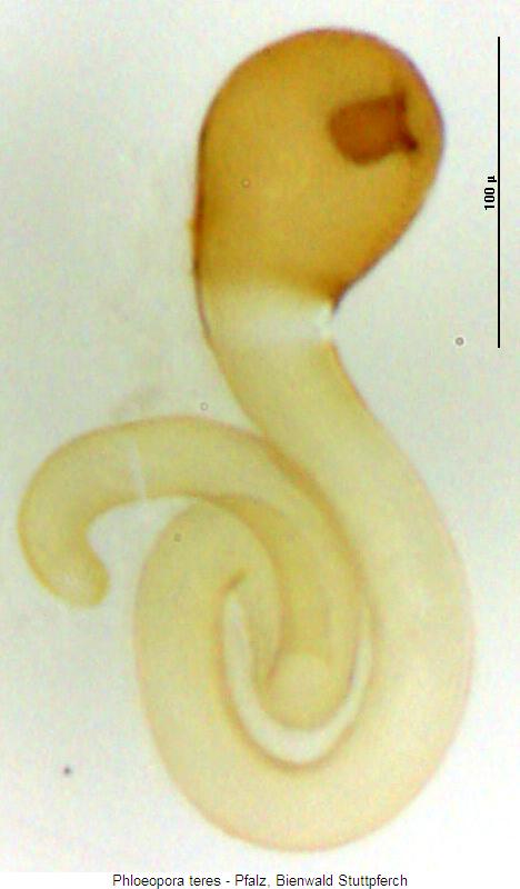 phloeopora_teres_sperm.jpg