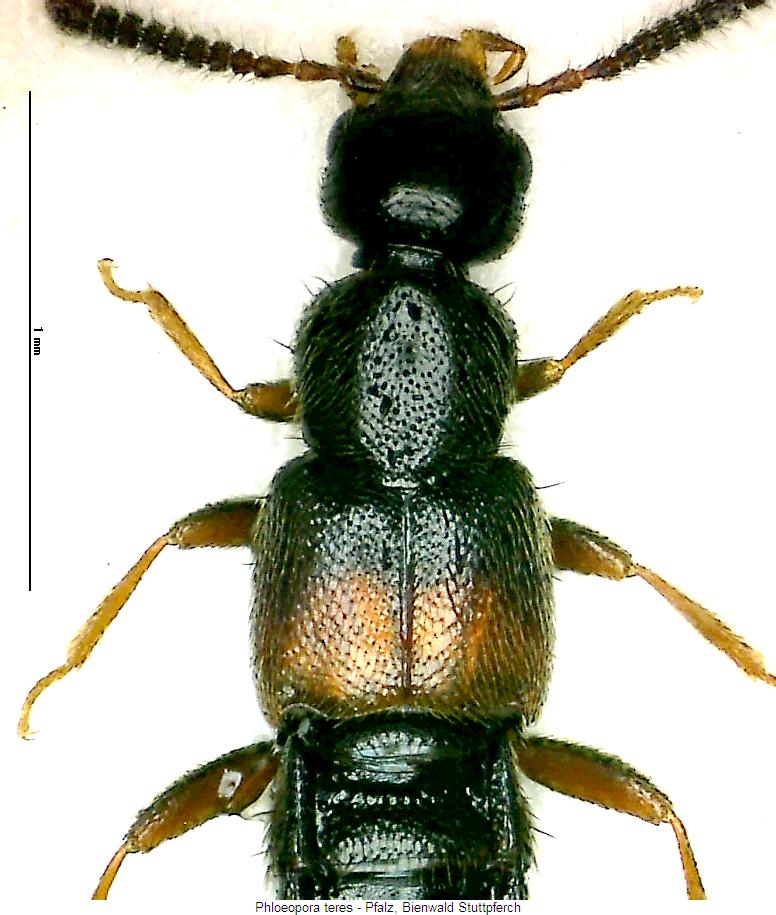phloeopora_teres_vk.jpg