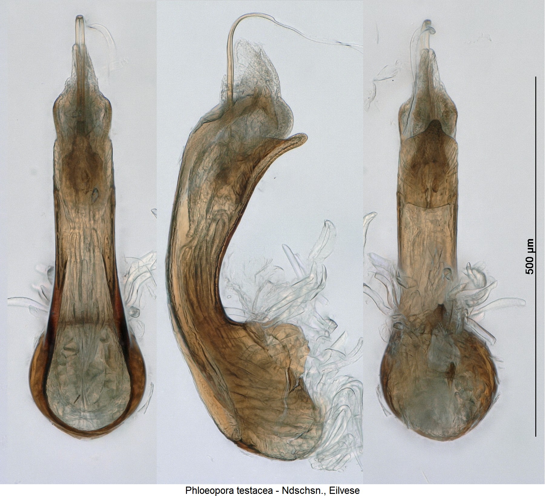 phloeopora_testacea_ck5835.jpg