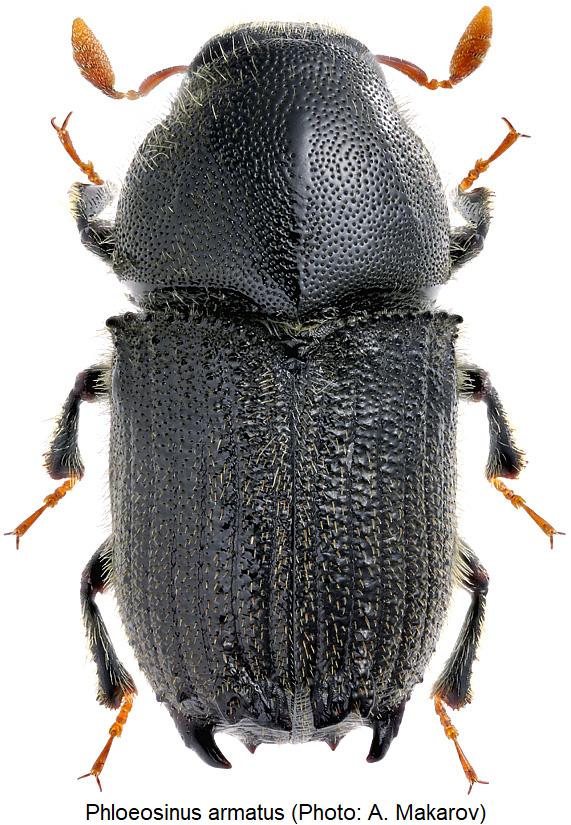 phloeosinus_armatus_hab.jpg