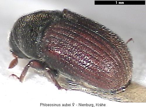 phloeosinus_aubei_hab.jpg