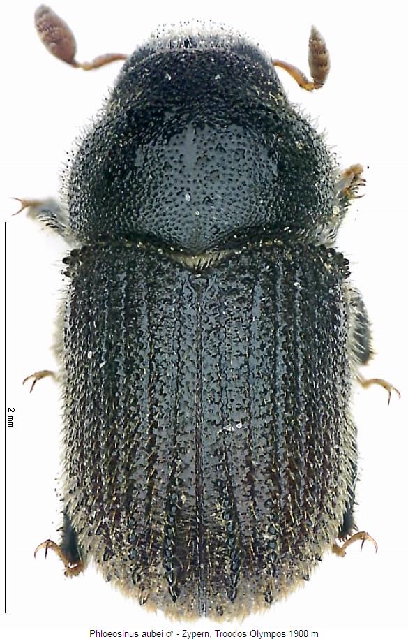 phloeosinus_aubei_mhab.jpg