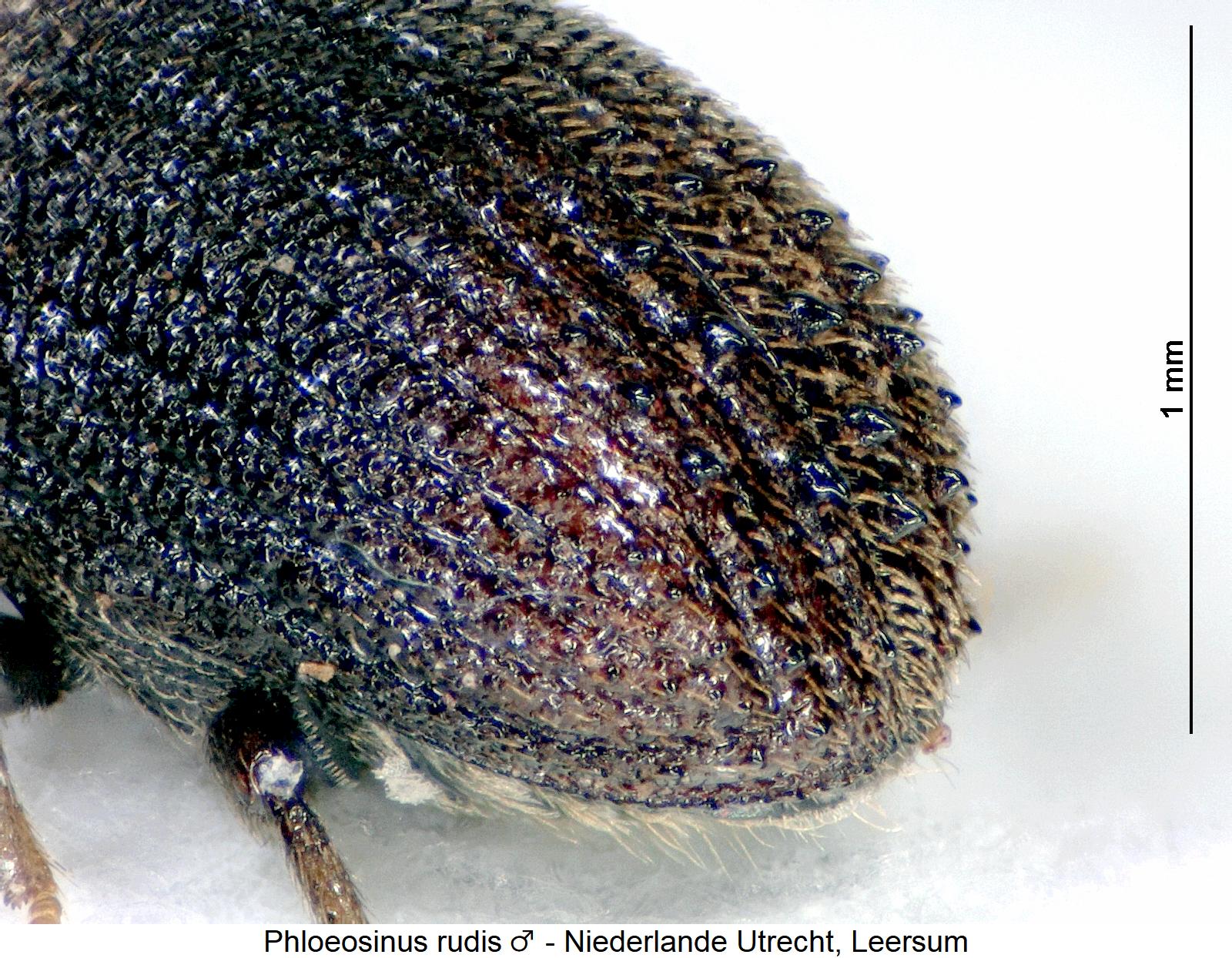 phloeosinus_rudis_m_hlb.jpg