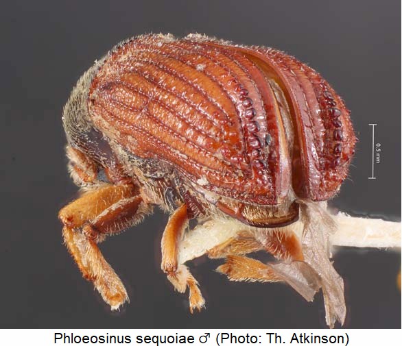 phloeosinus_sequoiae_m_dec.jpg