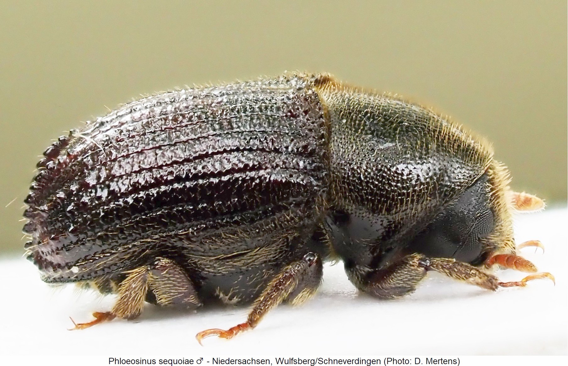 phloeosinus_sequoiae_m_sa-1.jpg