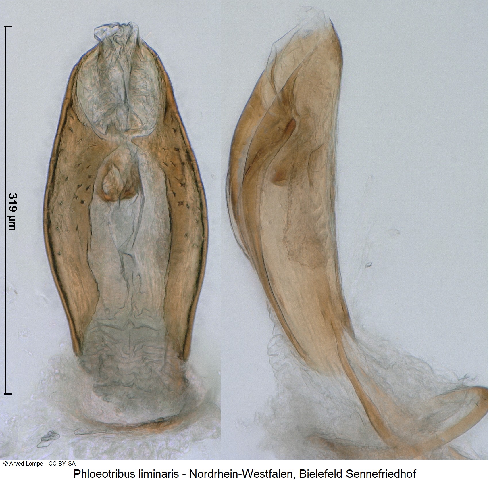 phloeotribus_liminaris_ck34235205.jpg