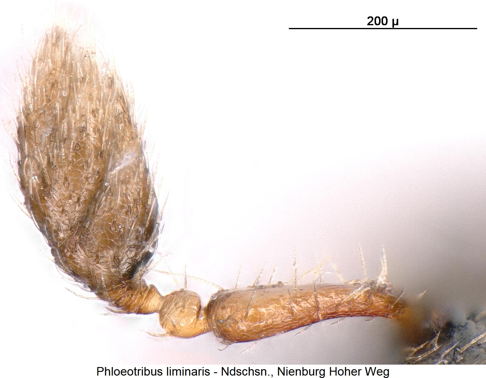 phloeotribus_liminaris_f1.jpg
