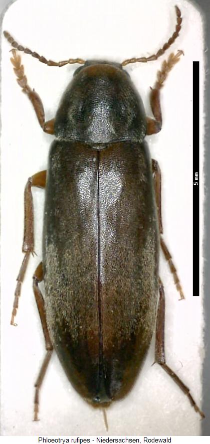phloeotrya_rufipes_hab.jpg