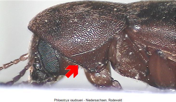 phloeotrya_vaudoueri_vk.jpg