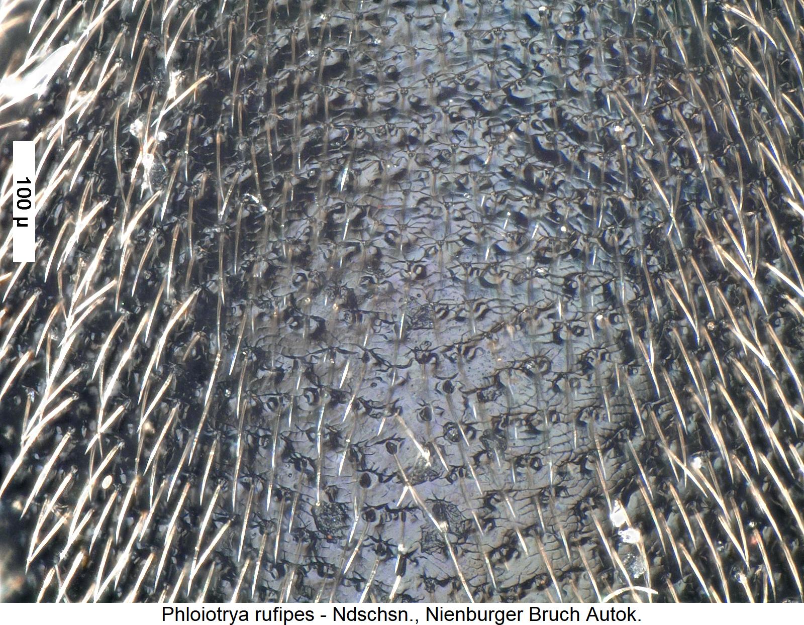 phloiotrya_rufipes_hsch1.jpg