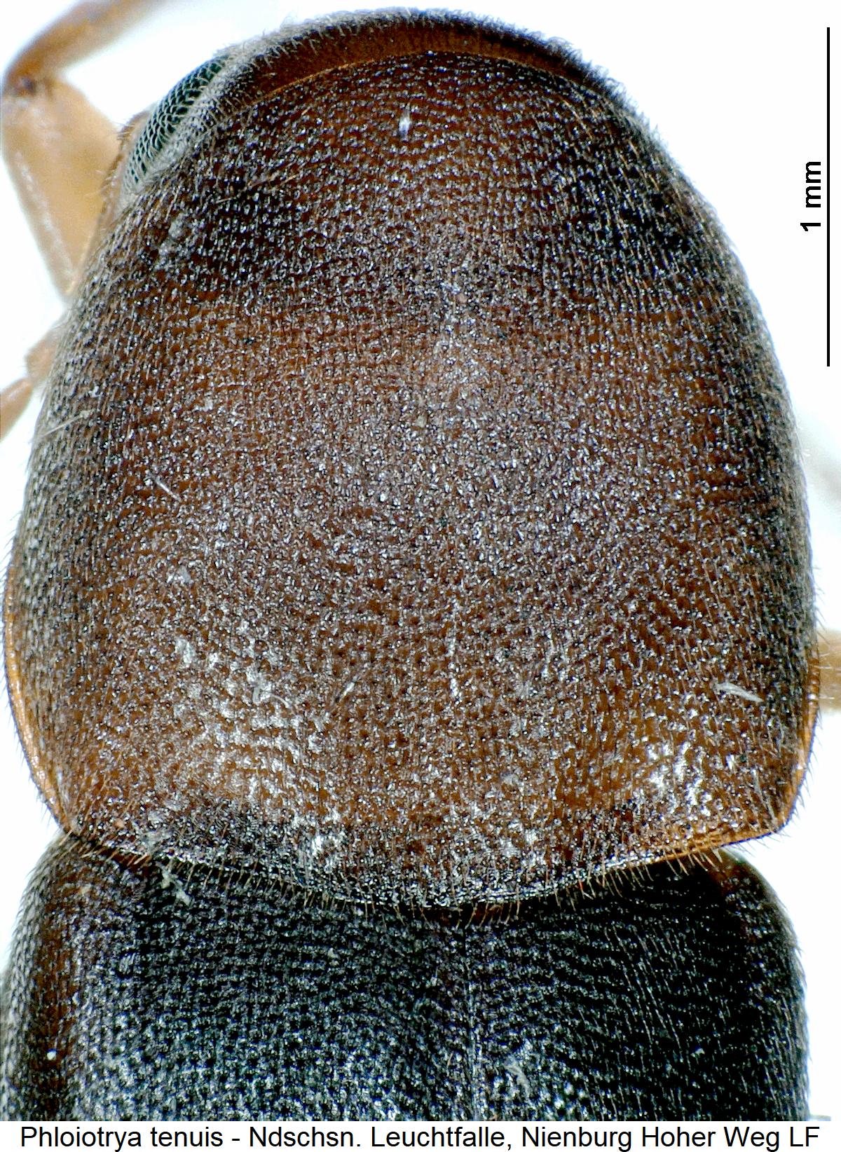 phloiotrya_tenuis_hsch.jpg