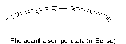 phoracantha_semipunctata_f.gif
