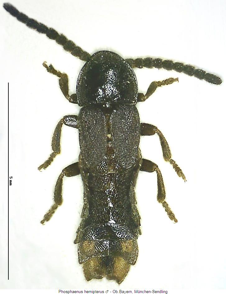 phosphaenus_hemipterus_m_hab.jpg