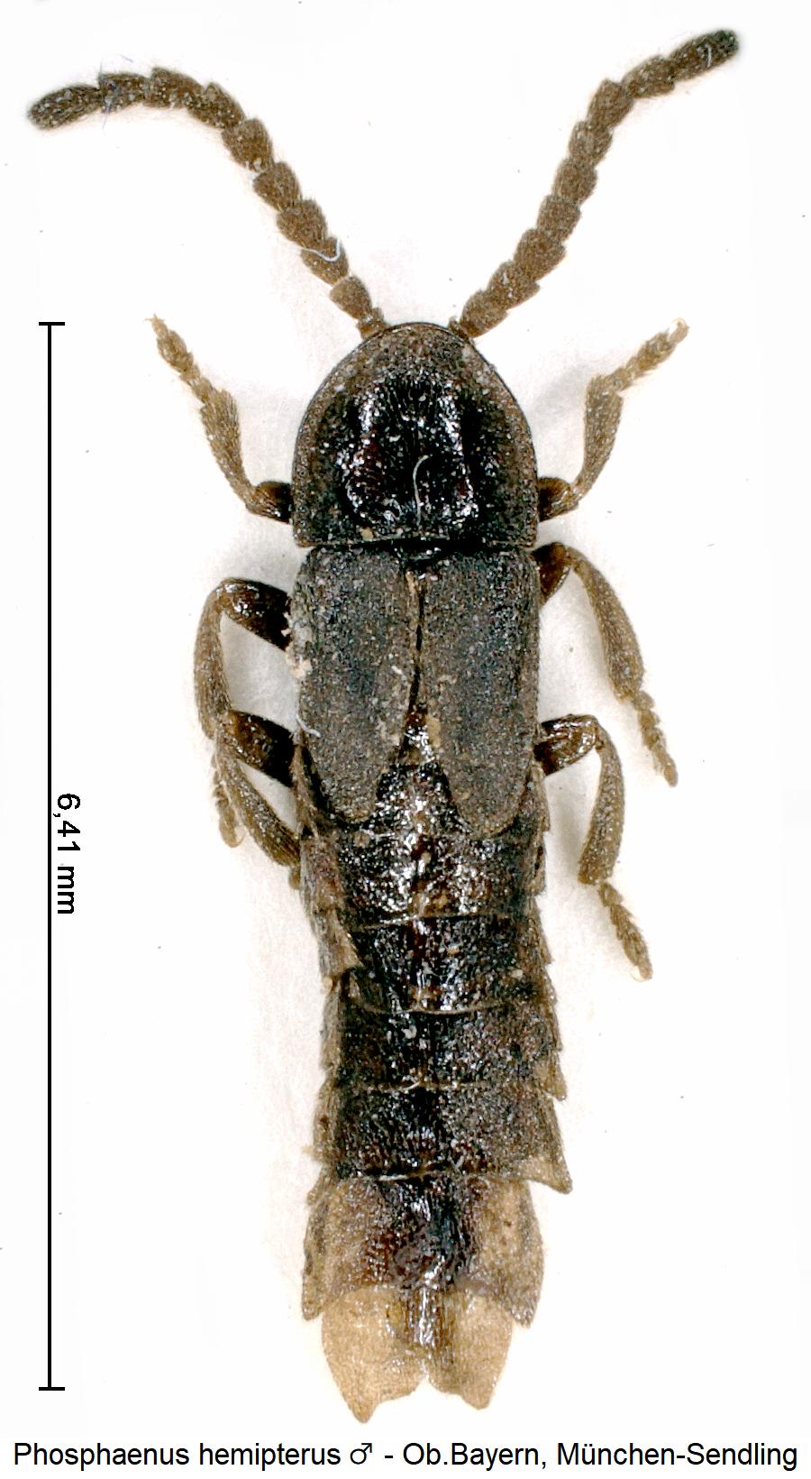 phosphaenus_hemipterus_m_hab1.jpg