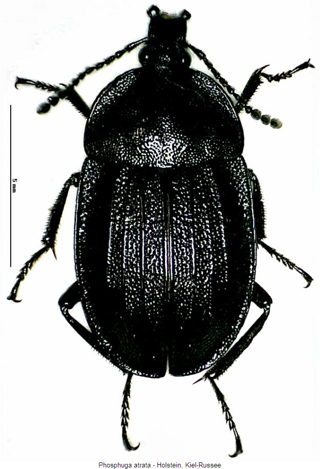 phosphuga_atrata_hab.jpg