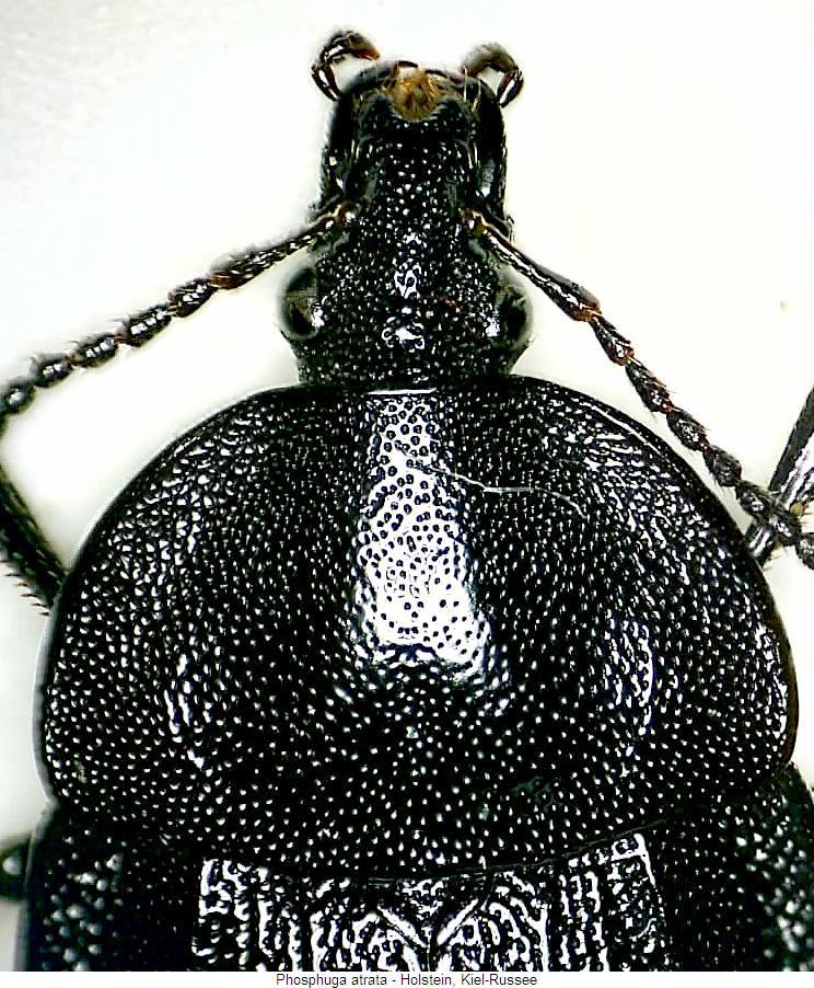 phosphuga_atrata_k.jpg