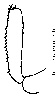 phradonoma_villosulum_vschn.gif