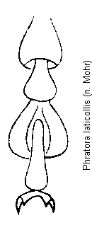 phratora_laticollis_tr.gif