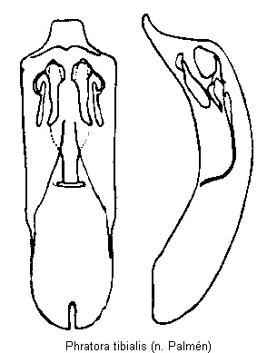 phratora_tibialis2.gif