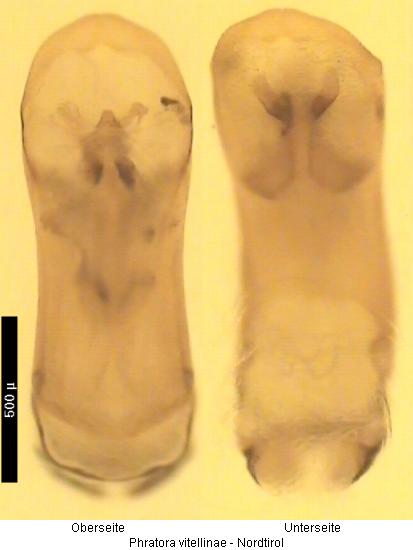 phratora_vitellinae.jpg
