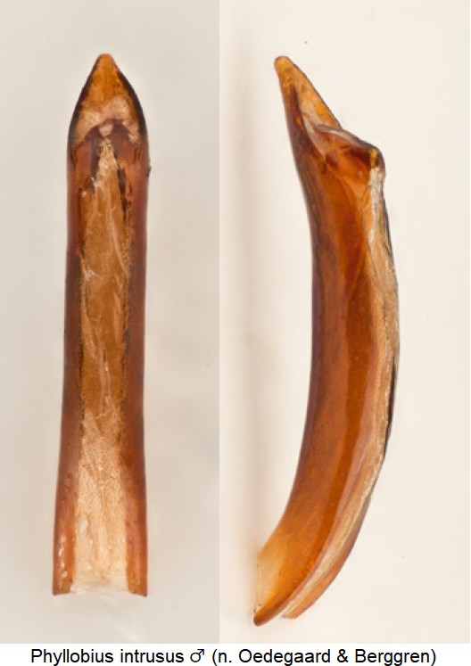 phyllobius_intrusus_m.jpg