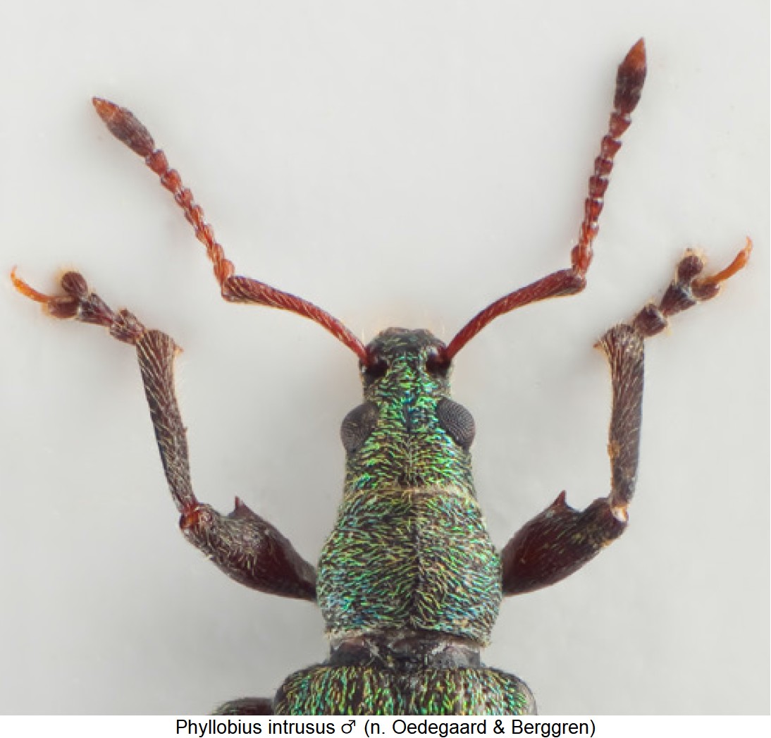 phyllobius_intrusus_m_vk.jpg