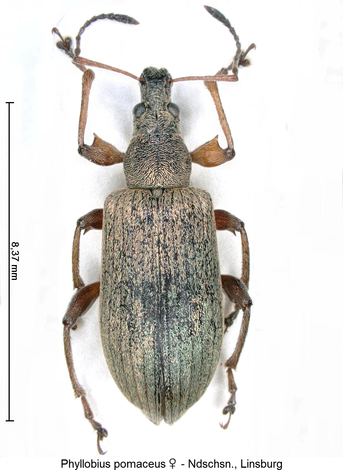 phyllobius_pomaceus_hab.jpg