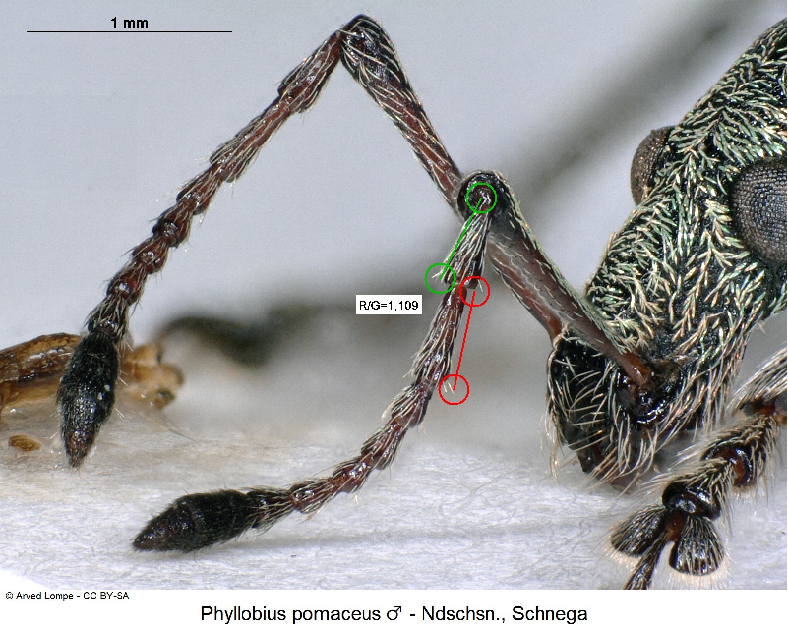 phyllobius_pomaceus_m_ck13796_f.jpg