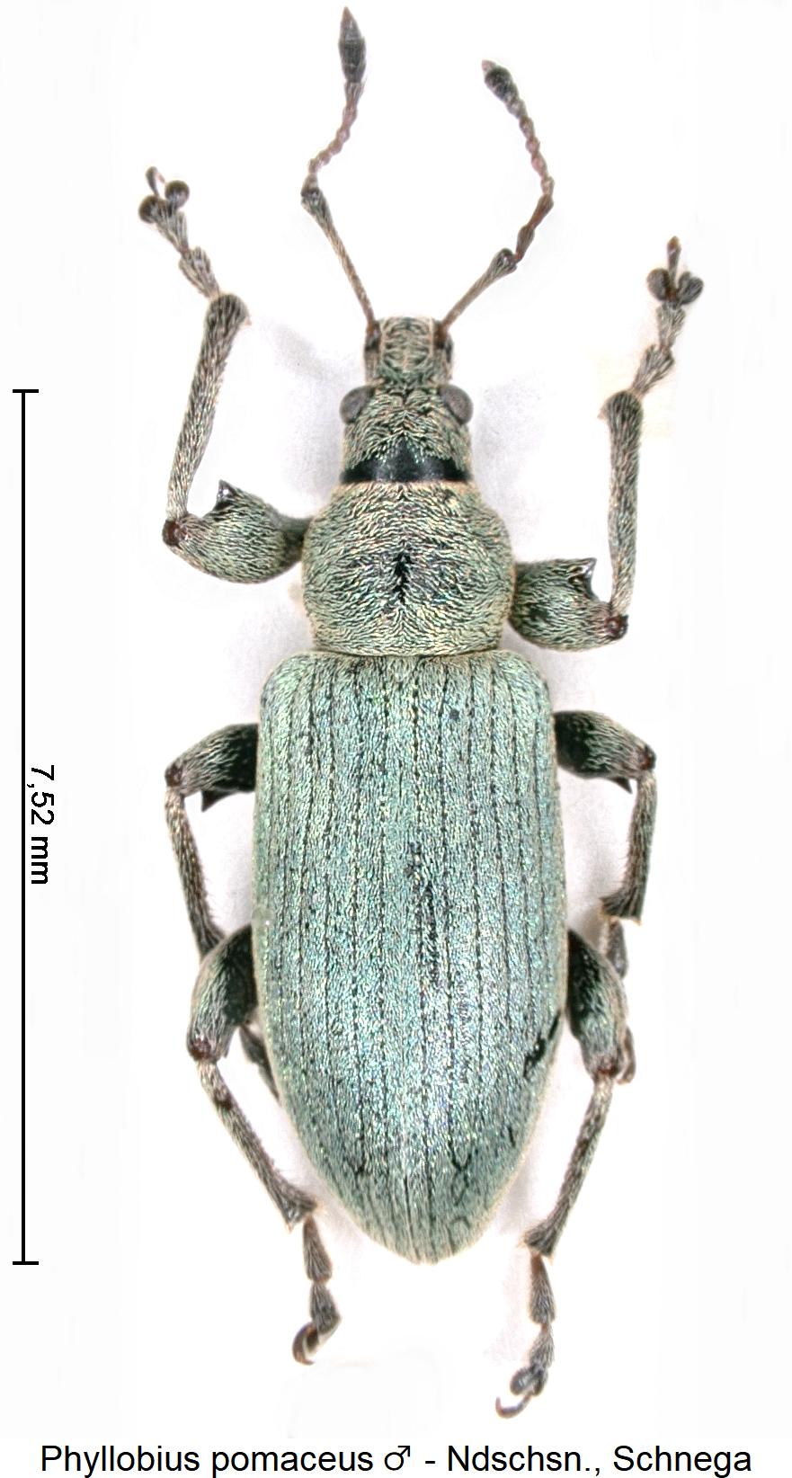 phyllobius_pomaceus_m_hab.jpg