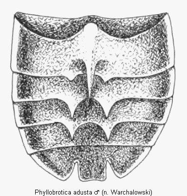 phyllobrotica_adusta_abd.gif