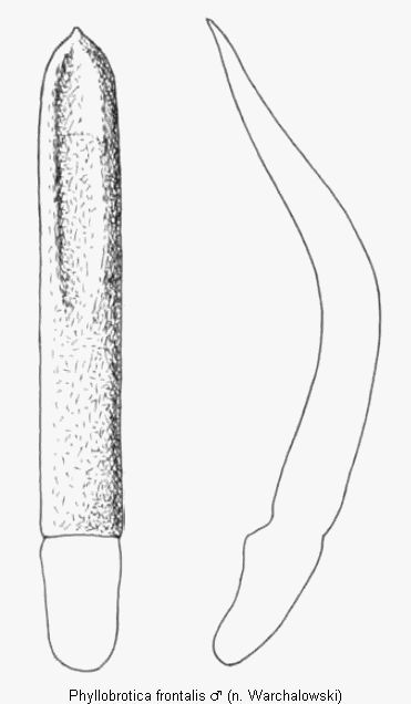 phyllobrotica_frontalis.gif
