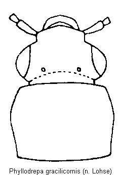 phyllodrepa_gracilicornis_vk.gif